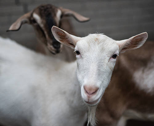 SAANEN DAIRY GOATS