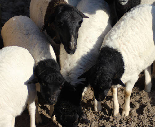 DORPER SHEEP
