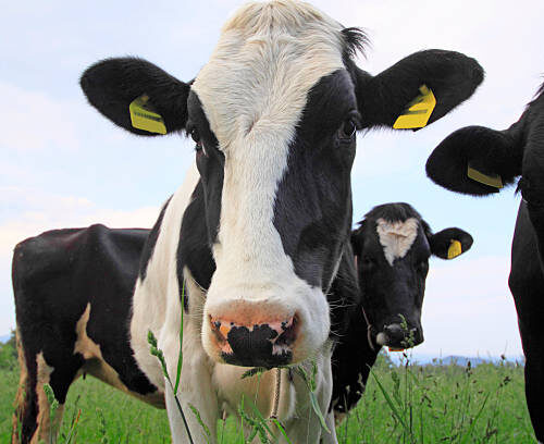 HOLSTEIN FRESIAN