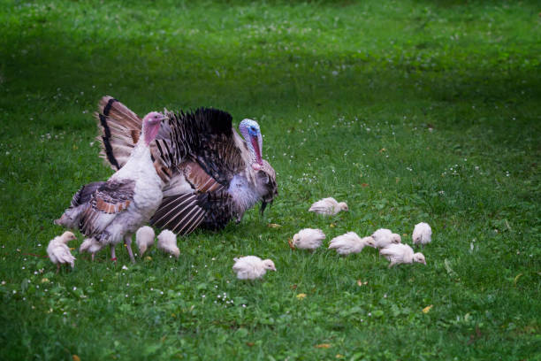 adult turkey, with a female and turkeys walking along the lawn, georgia